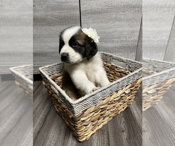Medium Photo #18 Saint Bernard Puppy For Sale in WHITESBORO, NY, USA