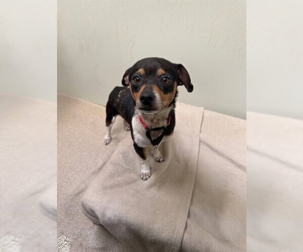 Medium Photo #1 Chihuahua Puppy For Sale in Santa Maria, CA, USA