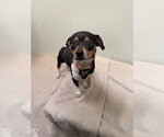 Small Chihuahua