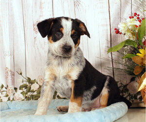 Boston Cattle Dog Puppy for sale in PENNS CREEK, PA, USA