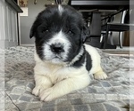 Small Photo #1 Newfoundland Puppy For Sale in WAUSEON, OH, USA