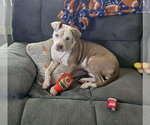 Small #24 Mutt