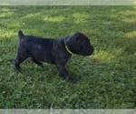 Small #3 Cane Corso