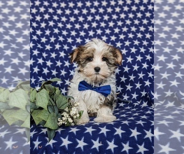Medium Photo #5 Biewer Terrier-Maltese Mix Puppy For Sale in LEOLA, PA, USA