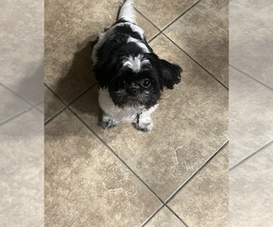 Mother of the Shih Tzu puppies born on 07/01/2025