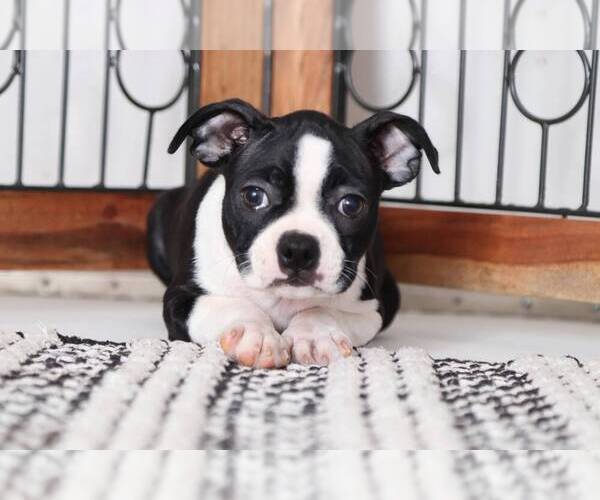 Medium Photo #3 Boston Terrier Puppy For Sale in NAPLES, FL, USA