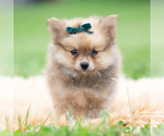 Small Photo #57 Pomeranian Puppy For Sale in WARSAW, IN, USA