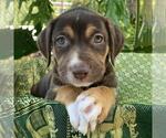 Small #7 Mutt