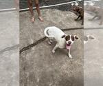 Small Labrador Retriever Mix
