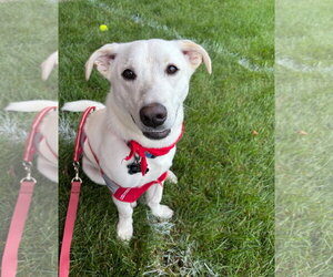 Chihuahua-Unknown Mix Dogs for adoption in Grafton, WI, USA