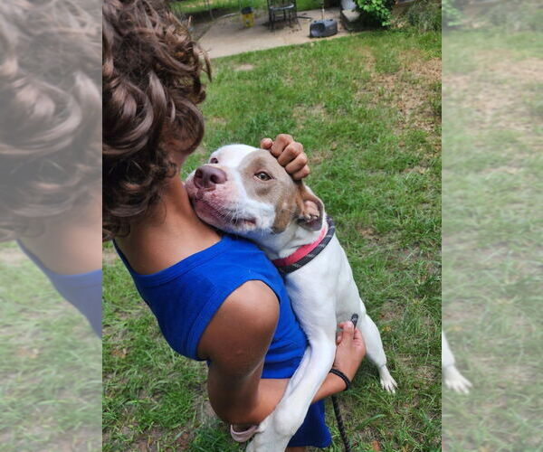 Medium Photo #4 American Staffordshire Terrier-Labrador Retriever Mix Puppy For Sale in Brewster, NY, USA