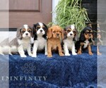 Small #1 Cavalier King Charles Spaniel