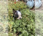 Small #3 Boston Terrier