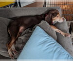 Small #4 Beagle
