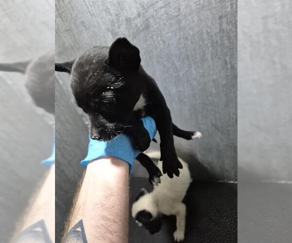 Medium Photo #1 American Staffordshire Terrier-Unknown Mix Puppy For Sale in San Antonio, TX, USA