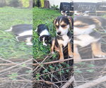 Small #4 Australian Shepherd Mix
