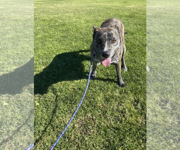 Medium Photo #5 Mutt Puppy For Sale in La Verne, CA, USA