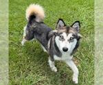 Small #1 Siberian Husky Mix