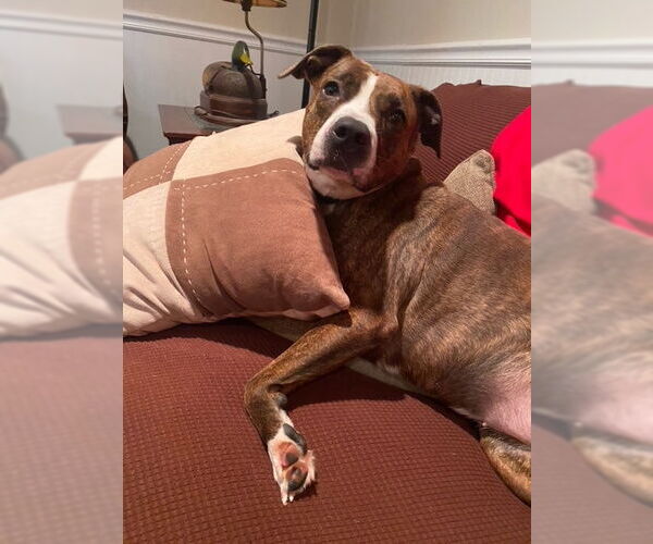 Medium Photo #16 Mountain Cur-Unknown Mix Puppy For Sale in Doylestown, PA, USA