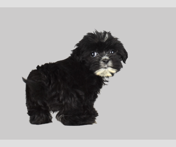 Medium Photo #5 Cock-A-Tzu Puppy For Sale in SAN DIEGO, CA, USA