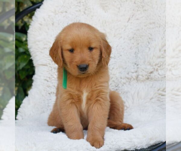 Medium Photo #1 Golden Retriever Puppy For Sale in NEW HOLLAND, PA, USA