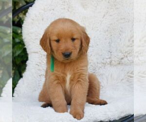 Golden Retriever Puppy for sale in NEW HOLLAND, PA, USA