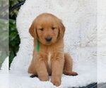 Small Golden Retriever