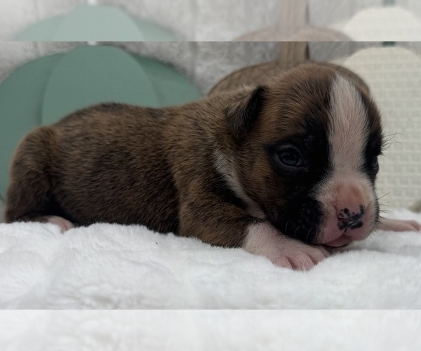 Medium Photo #8 Boxer Puppy For Sale in PAWNEE CITY, NE, USA