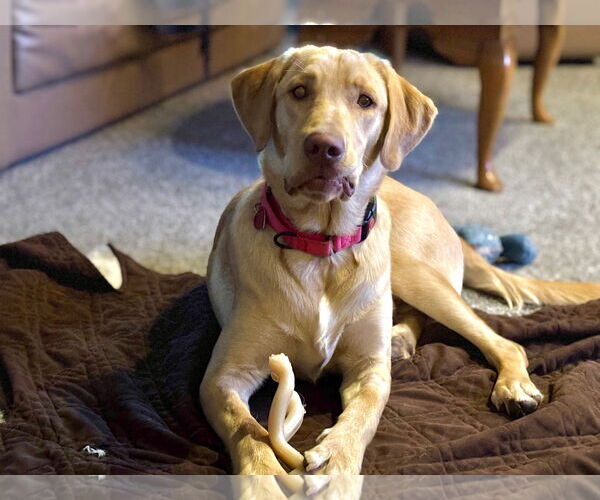 Medium Photo #2 Labrador Retriever Puppy For Sale in Clovis, CA, USA