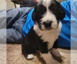 Bernedoodle Puppy for sale in ELK RIVER, MN, USA
