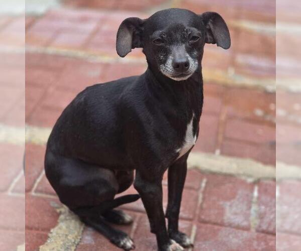 Medium Photo #2 Chihuahua-Unknown Mix Puppy For Sale in Yardley, PA, USA