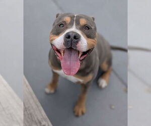 Mutt Dogs for adoption in Bridgewater, NJ, USA