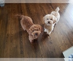 Small Photo #5 Poodle (Toy) Puppy For Sale in LANSDALE, PA, USA