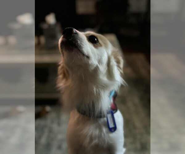 Medium Photo #7 Papillon-Unknown Mix Puppy For Sale in Croydon, NH, USA