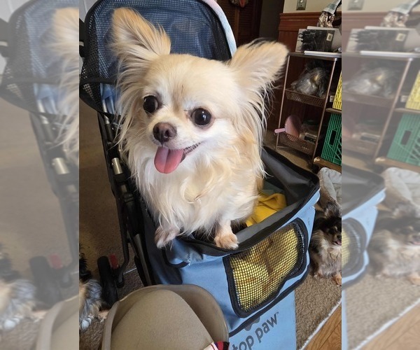 Medium Photo #1 Chihuahua Puppy For Sale in SAINT MARYS, GA, USA