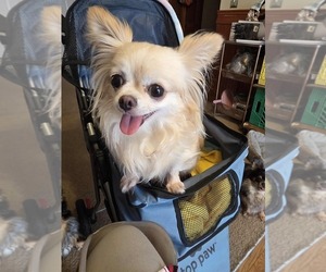 Mother of the Chihuahua puppies born on 09/23/2025