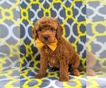Small Photo #2 Goldendoodle-Poodle (Miniature) Mix Puppy For Sale in GLEN ROCK, PA, USA