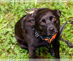 Small #3 Schipperke Mix