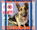 Small #2 German Shepherd Dog