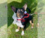 Small Photo #2 Miniature Pinscher-Unknown Mix Puppy For Sale in Bellmawr, NJ, USA