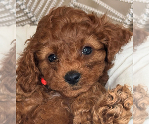 Cavapoo Puppy for Sale in SAN DIEGO, California USA