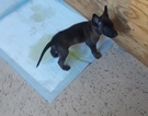 Small Photo #5 Belgian Malinois-Dutch Shepherd Dog Mix Puppy For Sale in CUTLER BAY, FL, USA