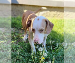 Basset Hound-Unknown Mix Dogs for adoption in Brookville, OH, USA