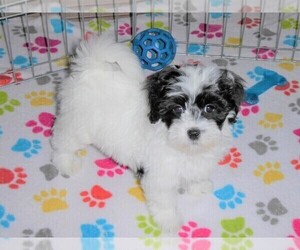 Lhasa Apso-Poodle (Toy) Mix Puppy for sale in ORO VALLEY, AZ, USA
