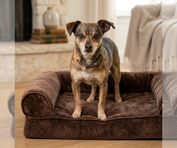 Medium Photo #1 Chihuahua Puppy For Sale in Vail, AZ, USA