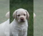 Small Photo #1 Labrador Retriever Puppy For Sale in MARNE, MI, USA