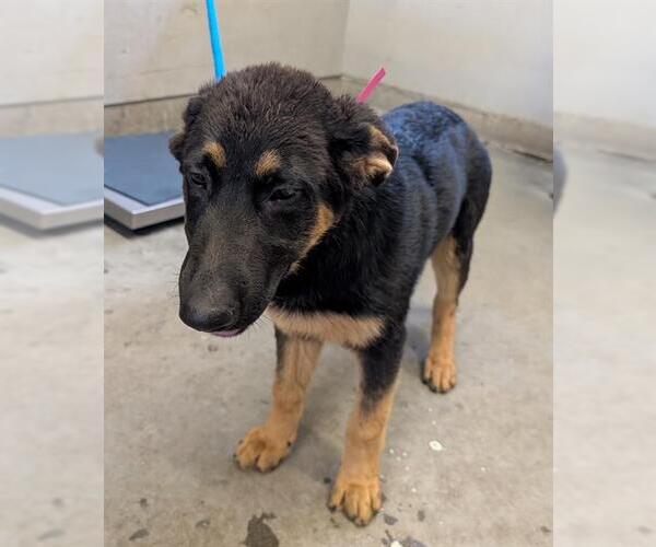 Medium Photo #1 German Shepherd Dog Puppy For Sale in Camarillo, CA, USA