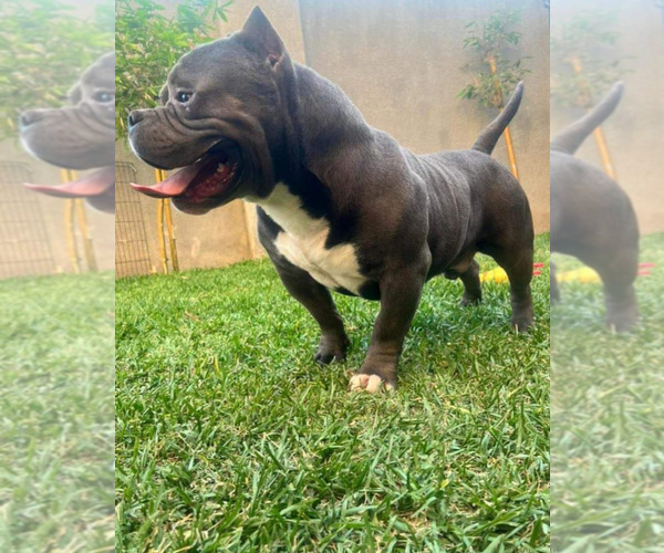 Medium Photo #8 American Bully Puppy For Sale in BAKERSFIELD, CA, USA