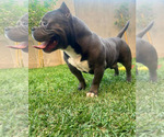 Small Photo #8 American Bully Puppy For Sale in BAKERSFIELD, CA, USA