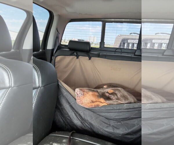 Medium Photo #4 Doberman Pinscher Puppy For Sale in Minneaoplis, MN, USA